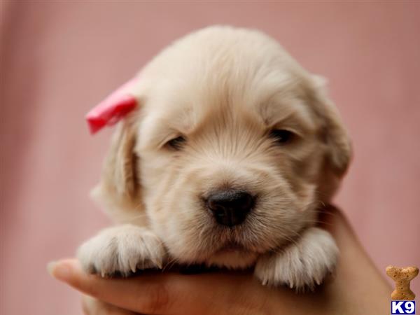 breeders Picture 3